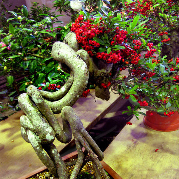 Egrow 10 Pcs/Pack Coffee Beans Seeds Garden Organic Refreshing Food Bonsai Coffee Plant Seed