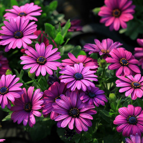 30Pcs African Blue Eyed Daisy Seeds Osteospermum Seeds Mix Color Flower