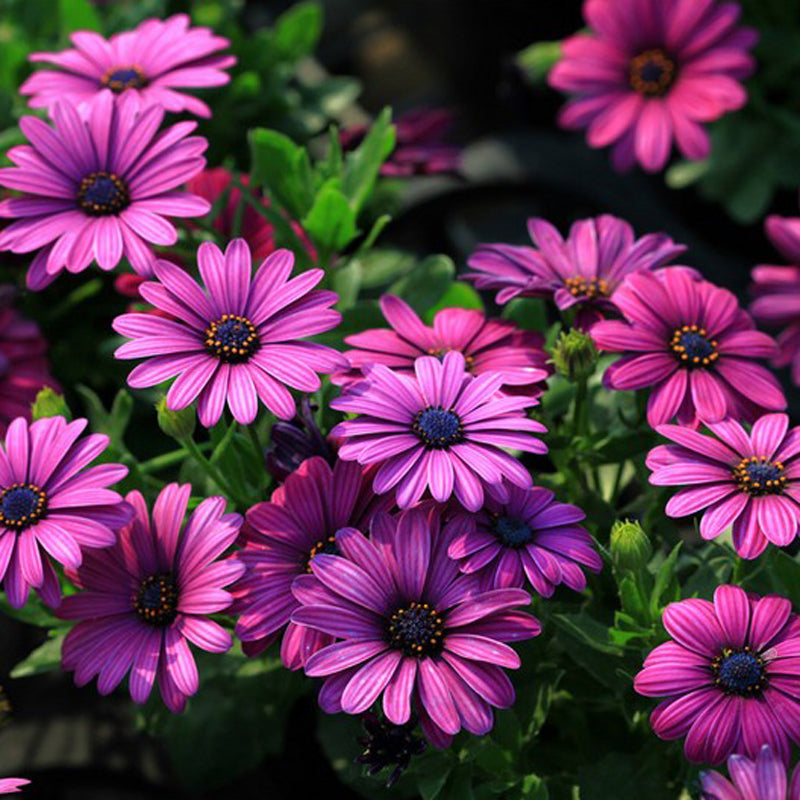 30Pcs African Blue Eyed Daisy Seeds Osteospermum Seeds Mix Color Flower