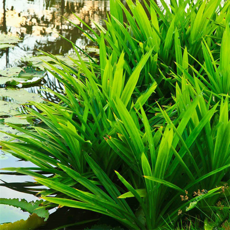 Egrow 50Pcs/Bag Fragrant Grass Seeds Annual Pandan Flower Potted Seeds Fragrant Spices DIY Seeds