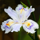 Egrow 100PCS/Bag Iris Bonsai Orchids Seeds Rare Mixed Iris Bonsai Orchids Indoor Plants Beautiful Home Garden Planting Bonsai