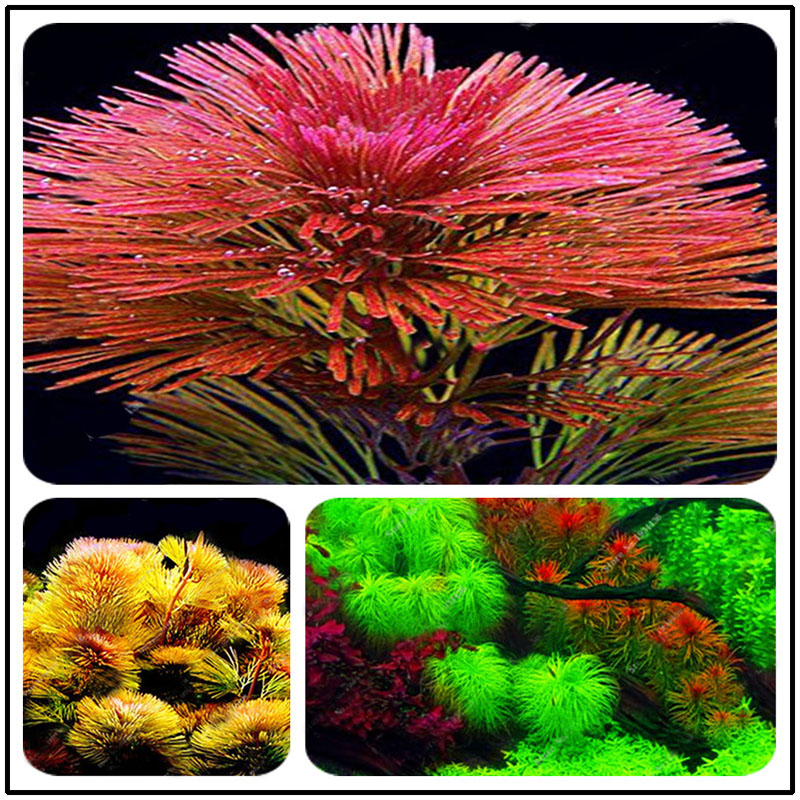 Egrow 1000 PCS Aquarium Plant Seeds Pine Tree Semillas Raras Plantas Aquatic Fish Tank Trees