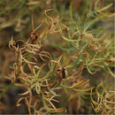 Egrow 100 Pcs/Pack Peganum Harmala Seeds Desert Grass Peganum Grass Seeds