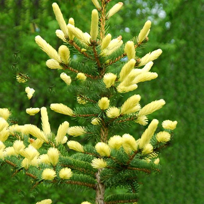 Egrow 50PCS/Pack Cedar Seeds Spruce Tree Seedling Rare Tree Bonsai Plant JAPANESE Cedar Home Garden Bonsai