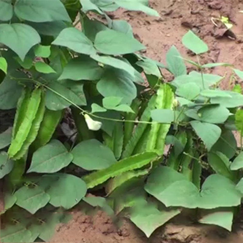 Egrow 20Pcs/Pack Winged Bean Seeds Asian Psophocarpus Tetragonolobus Bonsai Vegetable Plants Seeds