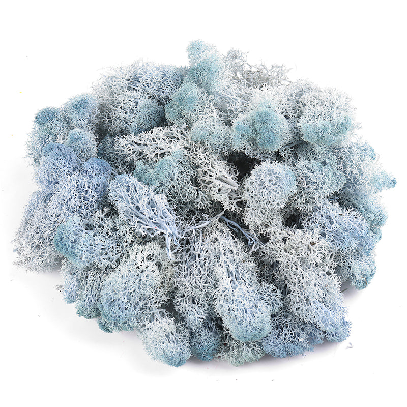 200g Natural Norwegian Reindeer Moss Preserved Dried Craft Flower Decorations