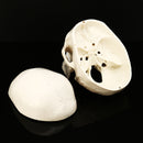 Life Size Human Anatomical Anatomy Resin Head Skeleton Lifesize Skull Medical Teaching Model
