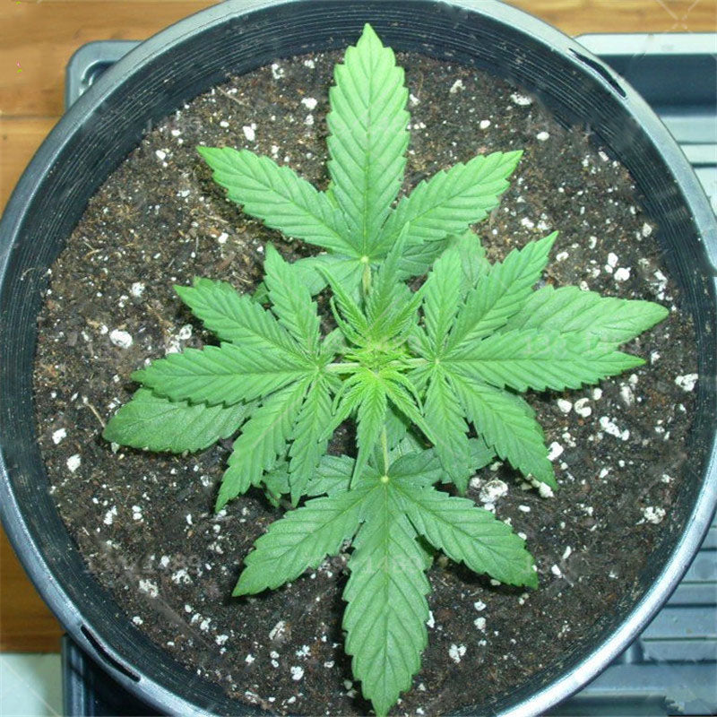 Egrow 50 Pcs/Pack Edible Grass Seeds Garden Bonsai For Home Garden Plant