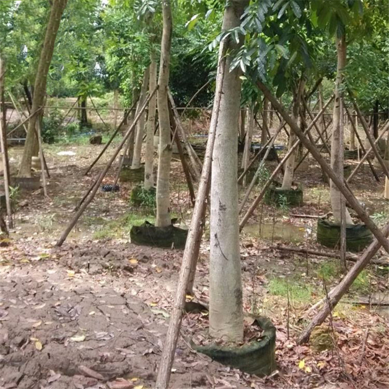 Egrow 50 Pcs/Pack Mahogany Tree Seeds West Indian Mahogany Tree Plant Cuban Mahogany