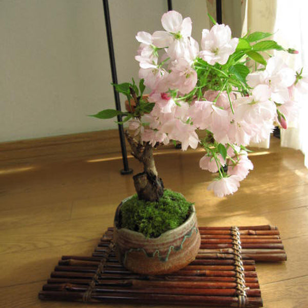 Egrow 10Pcs Rare Sakura Seeds Cherry Blossoms Seeds Garden Flower Bonsai Tree