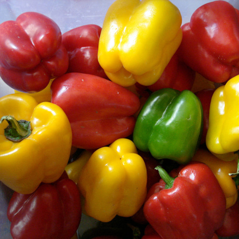 Egrow 50Pcs/Bag Mixed Red Yellow Green Pepper Seeds Colorful Sweet Pepper Seeds Mix Bell Peppers