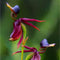 Egrow 100Pcs/Pack Caleana Major Flying Duck Orchid Seeds Garden Potted Decor Flowers Plants Seeds