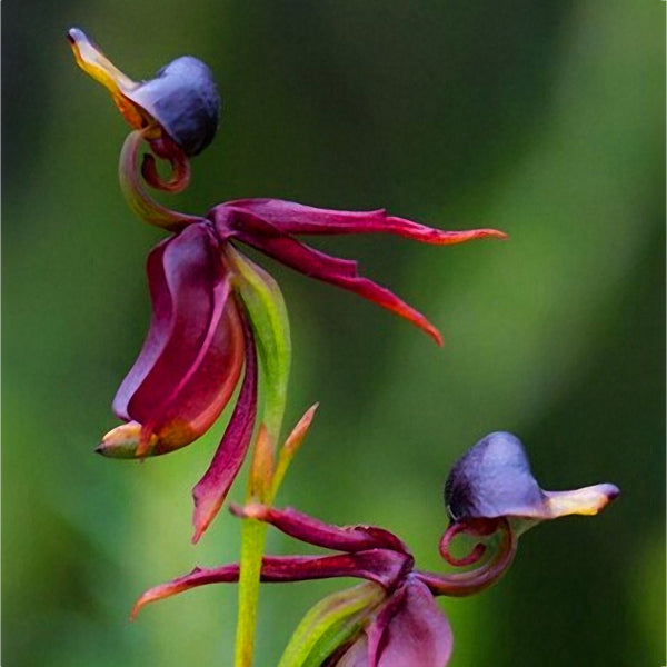Egrow 100Pcs/Pack Caleana Major Flying Duck Orchid Seeds Garden Potted Decor Flowers Plants Seeds