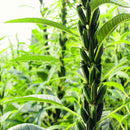 Egrow 100Pcs/Pack Sesame Seeds Sesame Bonsai Gardening Sesame Plant Black Sesame Flores