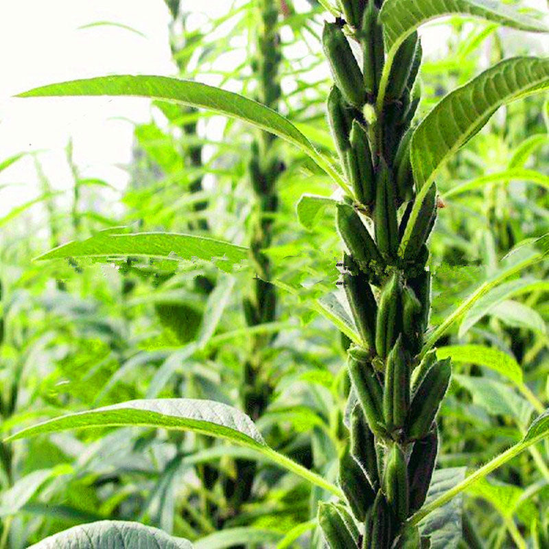 Egrow 100Pcs/Pack Sesame Seeds Sesame Bonsai Gardening Sesame Plant Black Sesame Flores