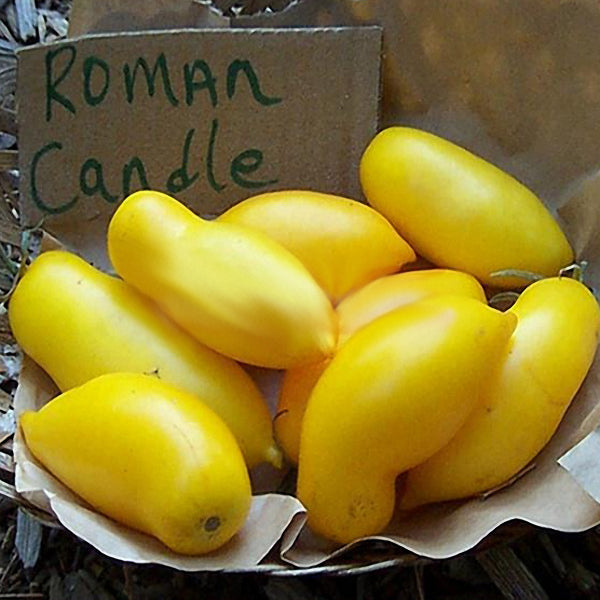 Egrow 100Pcs/Pack Mango Tomato Seeds Garden Potted Fruit Vegetable Planting