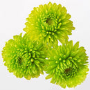 Egrow 100 Pcs/Pack Chrysanthemum Seeds Balcony Potted Rare Green Chrysanthemum Flower Garden Beautiful Potted Plant Bonsai