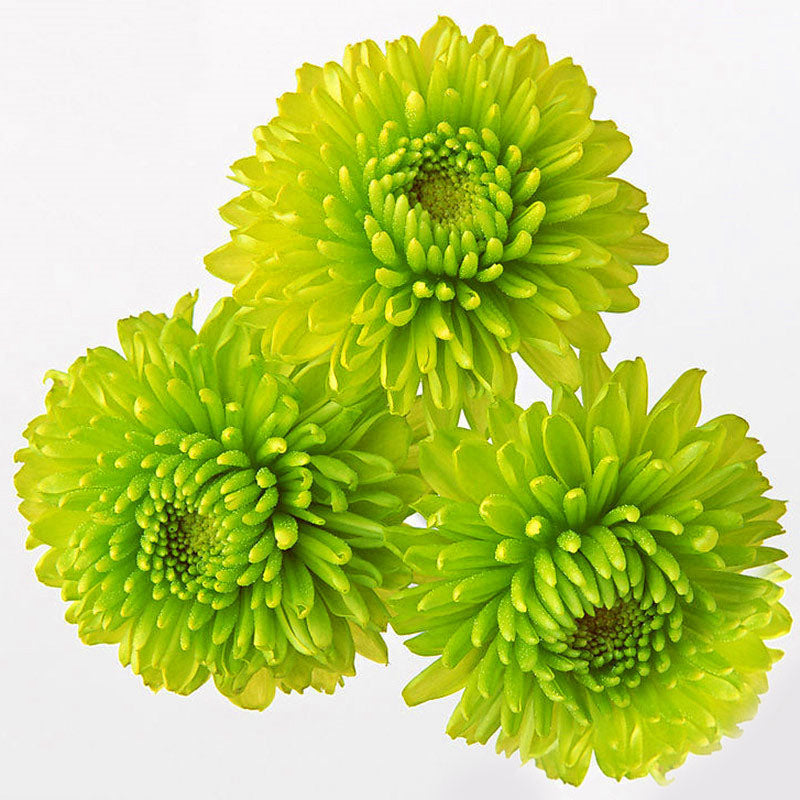 Egrow 100 Pcs/Pack Chrysanthemum Seeds Balcony Potted Rare Green Chrysanthemum Flower Garden Beautiful Potted Plant Bonsai