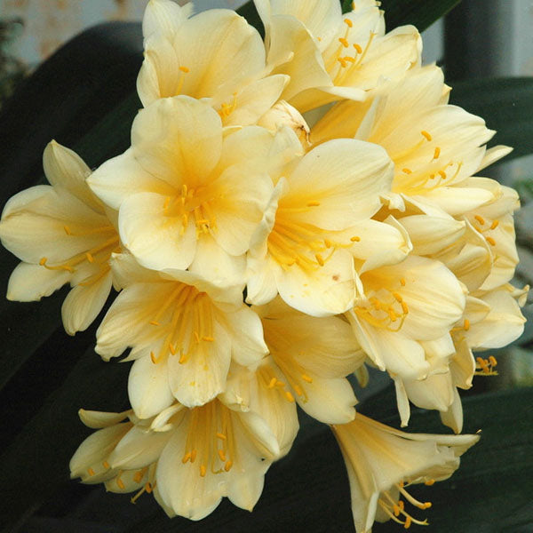 Egrow 100 Pcs/Pack Potted Clivia Seeds China Clivia Potted Flowers Seedling Outdoor Bonsai Balcony Flower