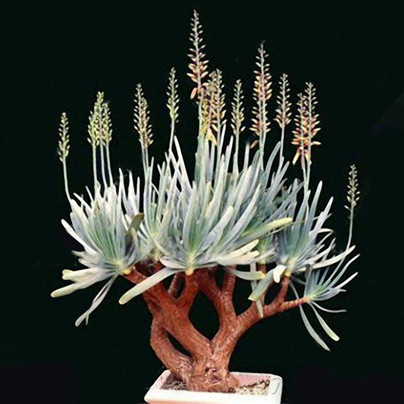 Egrow 100 PCS Garden Succulent Bonsai Various Lithops Seeds Living Stone Flower Cacti Cactus Plant