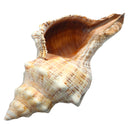 9-20cm Natural Trumpet Sea Shells Conch Snails Home Ornament Decorations