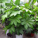 Egrow 50Pcs/Pack Fatsia Seeds Ornamental Plant Fatsia Japonica Bonsai lant Shrub Tree Ba Jiao Jin Pan
