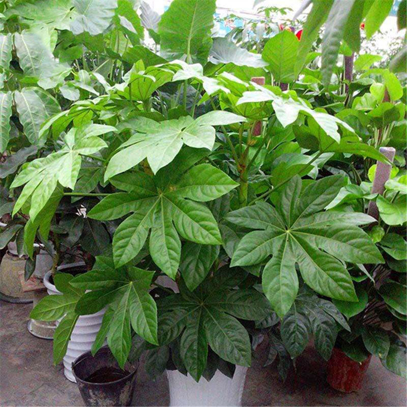 Egrow 50Pcs/Pack Fatsia Seeds Ornamental Plant Fatsia Japonica Bonsai lant Shrub Tree Ba Jiao Jin Pan