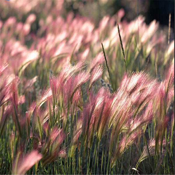 Egrow 30Pcs/Bag Rabbit Tail Grass Seeds Grass Barley Hordeum Jubatum Herb Seeds for Home Garden