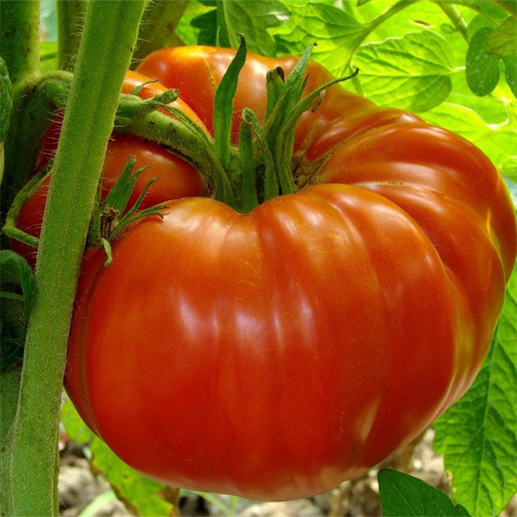 100 PCS Giant Tomato Plants Seeds Organic Heirloom Plants Vegetables Seeds Perennial Non-GMO Plant Pot