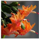 Egrow 20PCS/Pack Zygocactus Truncatus Seeds Schlumbergera Plants Easy To Grow Indoor Potted Plants