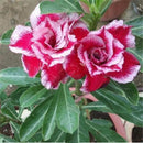 Egrow 2 Pcs/Pack Desert Rose Seeds Violet Dark Red Desert Rose Flowers Plantas DIY Perennial Home Garden Bonsai Pot