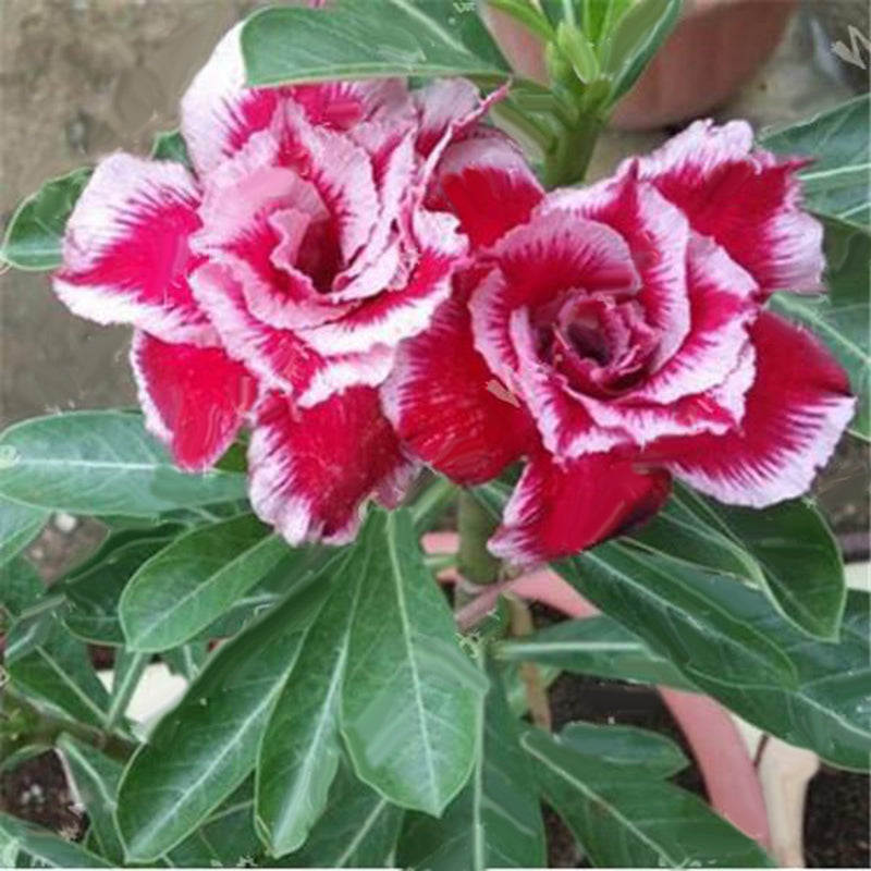 Egrow 2 Pcs/Pack Desert Rose Seeds Violet Dark Red Desert Rose Flowers Plantas DIY Perennial Home Garden Bonsai Pot
