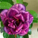 Egrow 2 Pcs/Pack Desert Rose Seeds Violet Dark Red Desert Rose Flowers Plantas DIY Perennial Home Garden Bonsai Pot