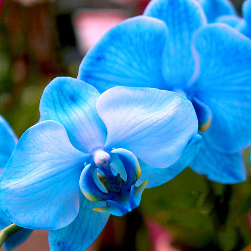 Egrow 100 Pcs/Pack Cactus Seeds