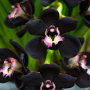 Egrow 100Pcs/Bag Black Cymbidium Seeds Unique Black Cymbidium Faberi Flower Bonsai Garden Seeds