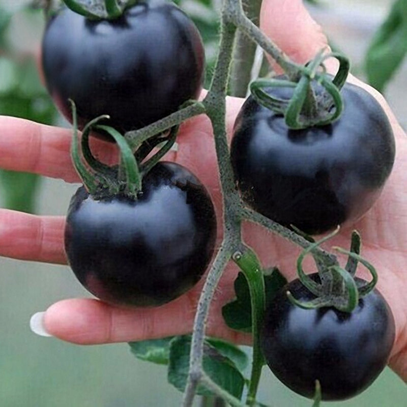 Egrow 200Pcs Tomato Seeds Garden Vegetable Planting Red Yellow Black Potted Tomatoes Bonsai