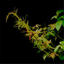 Egrow 100 Pcs/Pack Boston Ivy Seeds Boston Ivy Tree Plant Vine Tree Parthenocarpy