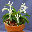 Egrow 100Pcs/Pack Neofinetia Falcata Orchid Seeds Bonsai Flower Plants for Home Garden