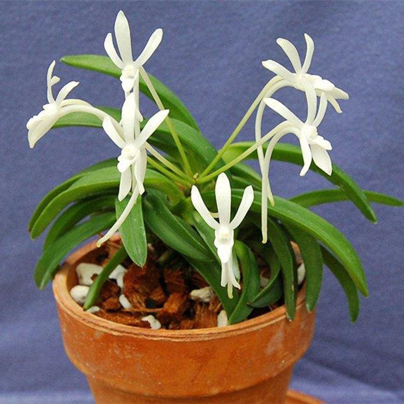 Egrow 100Pcs/Pack Neofinetia Falcata Orchid Seeds Bonsai Flower Plants for Home Garden
