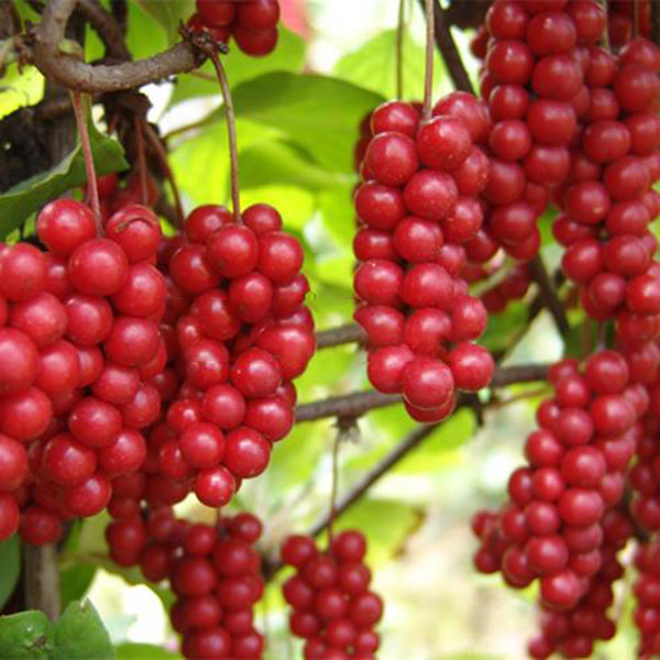 Egrow 100Pcs/Pack Schisandra Seeds Chinese Magnolia Vine Edible Garden Fruit Tree Seed DIY Plants