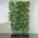Egrow 60Pcs/Pack Chinese Mini Moso Bamboo Seeds Phyllostachys Heterocycla Courtyard Moso Bamboo for DIY Home Garden Plant