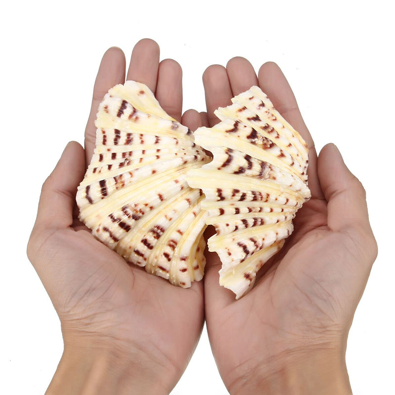 Living Room Ornaments Sea Shell Clam Tridacna Big Conch Natural 10-12CM Fish Tank Decorations