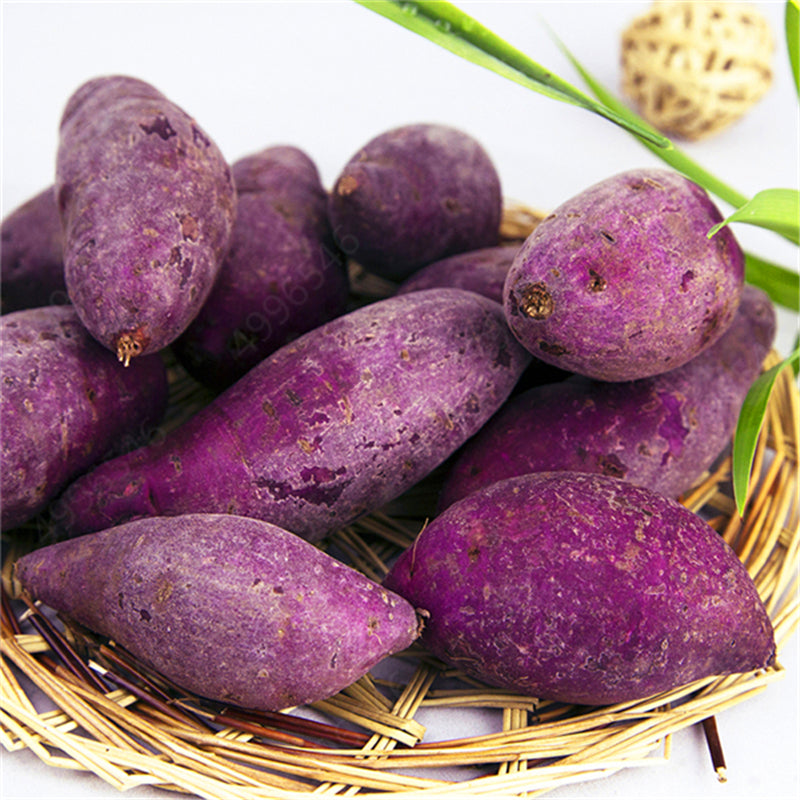 Egrow 100 Pcs/Pack Purple Sweet Potato Seeds Potato Delicious Green Nutrition NO GMO Vegetables Plant Home Garden