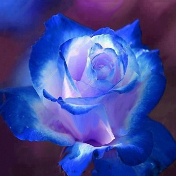 Egrow 100 Pcs Rose Bonsai Seeds Garden Potted Flower Seed Mixed Color Garden Planting