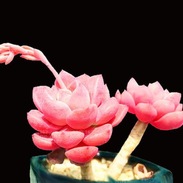 Egrow 100Pcs/Pack Pink Succlents Seeds DIY Plant Bonsai Potted Flowers for Home Garden Courtyard