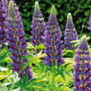 Egrow 100pcs Mix Color Lupine Bonsai Plants Seeds Annual Succulent Groundcover Flower Bonsais Potted Planting For Home Garden