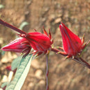 Egrow20Pcs/Bag Roselle Seeds Hibiscus Sabdariffa Chinese Herb Flower Bonsai Plant DIY Garden Seeds