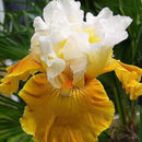Egrow 50Pcs/Bag Rare Iris Tectorum Seeds Iris Bonsai Flower Seeds Heirloom Iris Tectorum Seeds