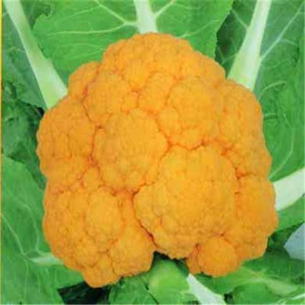 100PCS Graffiti Dark Purple Cauliflower Seeds Vegetable Seeds Yellow/Purple Bonsai Edible