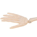 Mini Detachable Human Skeleton Bone Model Removable Arms Legs w Metal Stand Anatomical Medical Model